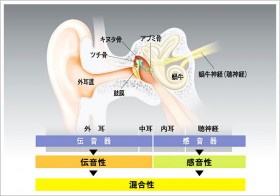 耳の仕組み